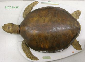 Media type: image; Herpetology R-4473